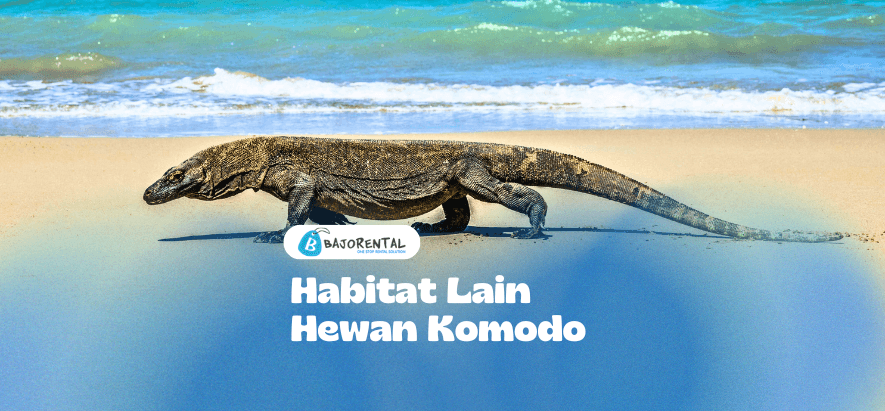 Komodo Dragon Habitats Beyond Komodo Island