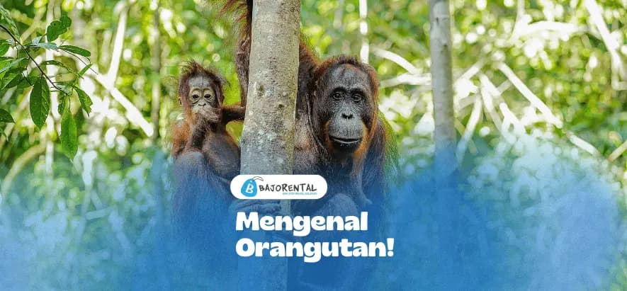 Meet the Orangutan: Indonesia's Brilliant Forest Genius