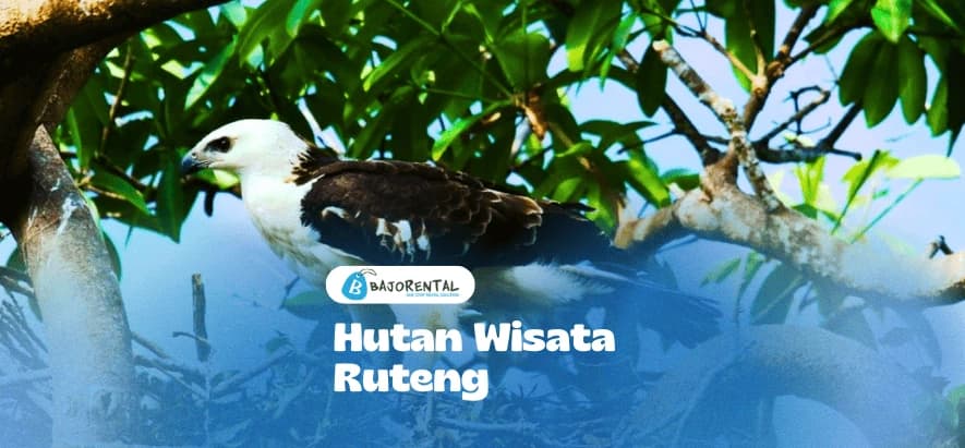 Ruteng Nature Forest: Hiking & Bird Watching in Flores, NTT