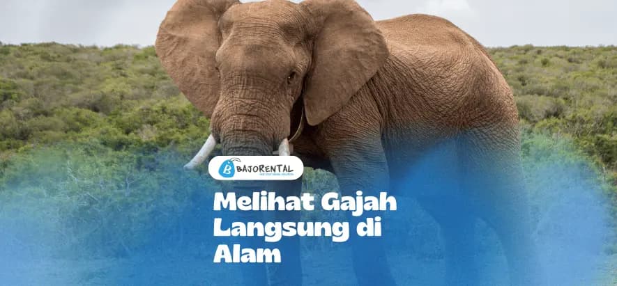 Where to See Wild Elephants in Their Natural Habitat