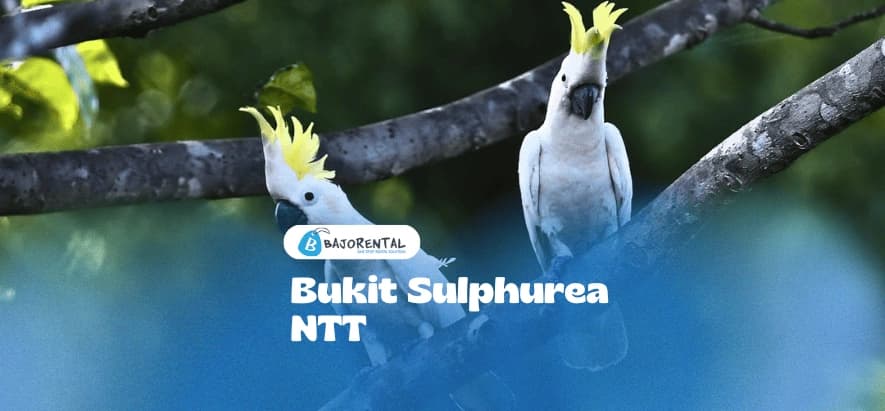 Sulphurea Hill: Home of Yellow-Crested Cockatoos on Komodo Island